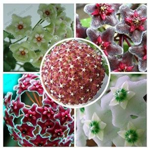 Hoya carnosa comprar