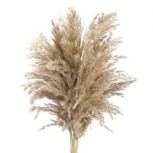 Pampas secas ikea
