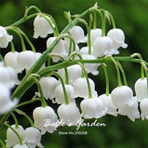 Planta muguet